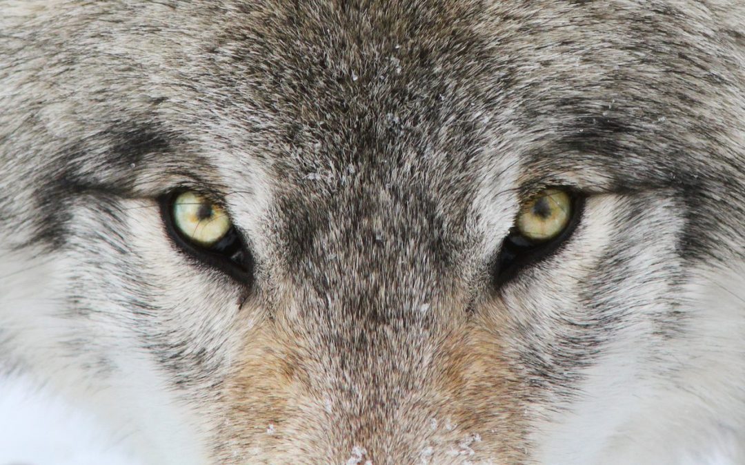 The Myth of the Alpha Male