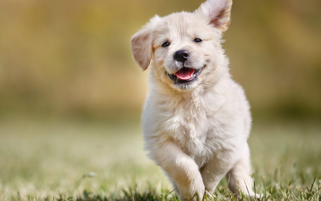Puppies Are On Fire! A.K.A. How To Appreciate Your Body