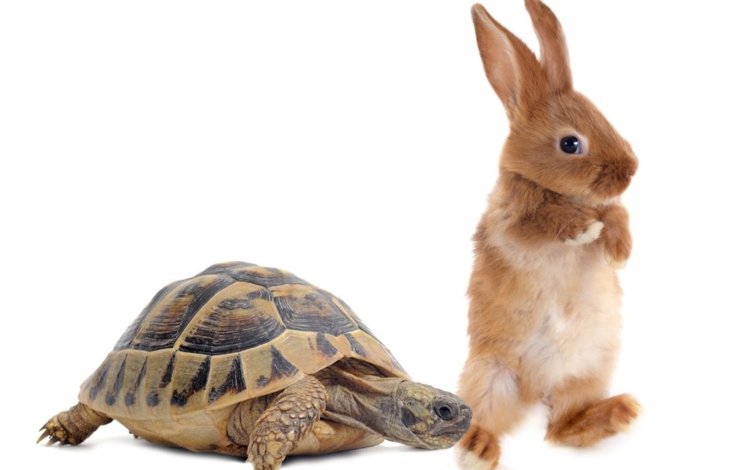 Slow vs. Fast Weight Loss: STRONG and Steady Wins the Race